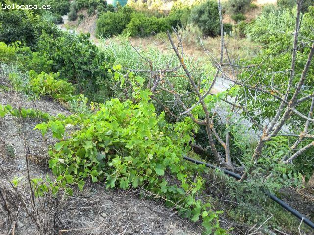 Terreno Rural en Canillas de Aceituno Oportunidad Única