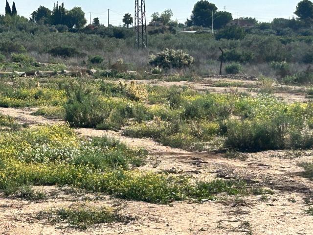 Terreno Rural en Crevillent Oportunidad Única a Solo 20 Minutos del Mar