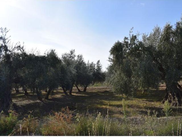 Terreno rural en Venta en Otura, Granada