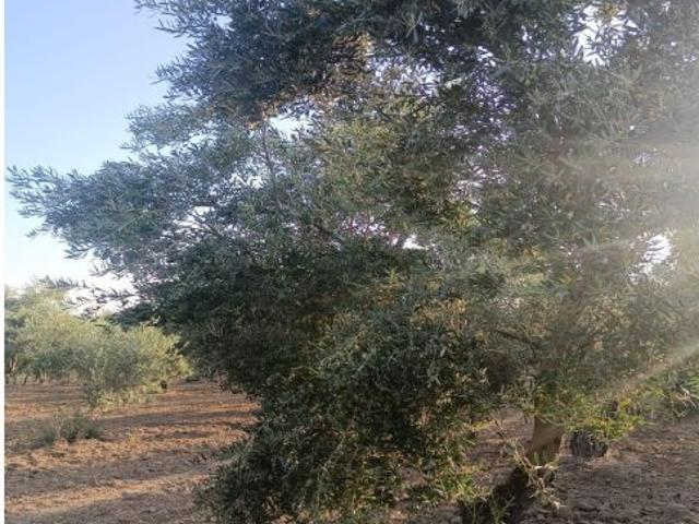 Terreno rural en Venta en Balmonte, Huelva