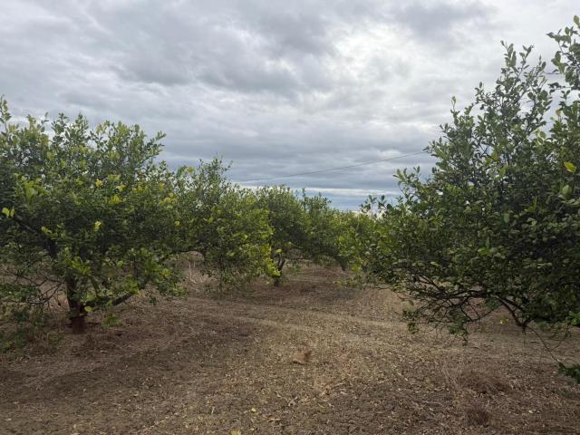 Terreno Rural en Venta en Daya Nueva ✨