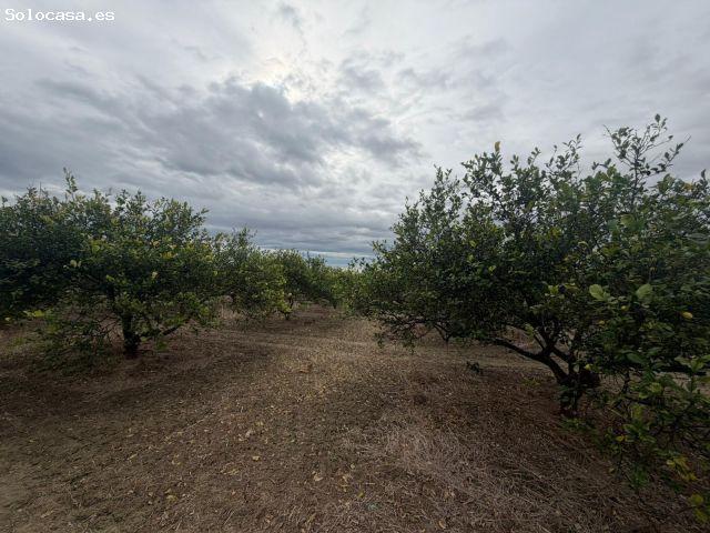 Terreno Rural en Venta en Daya Nueva ?✨
