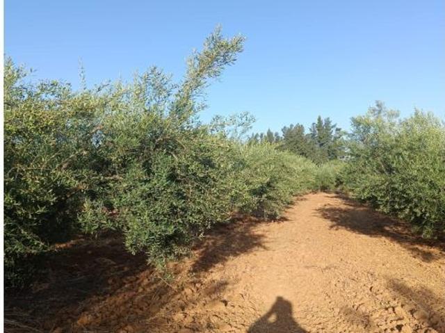 Terreno rural en Venta en Rociana del Condado, Huelva