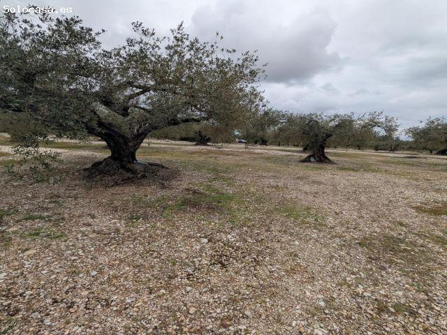 Terreno rural en Venta en Traiguera, Castellón