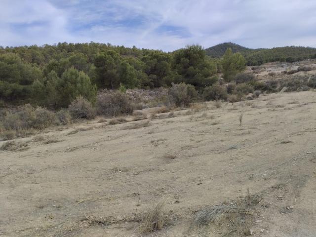 Terreno Rural Totana