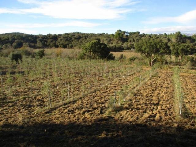 Terreno, Rabos