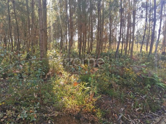 Terreno, Recardães e Espinhel