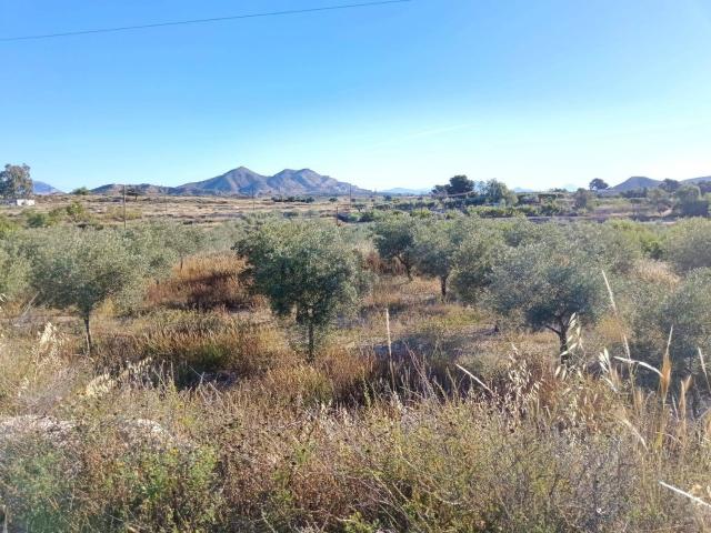 Terreno, Rebolledo