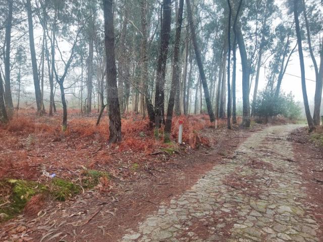 Terreno Reboreda