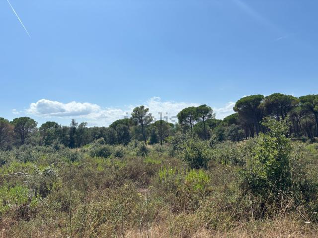 Terreno, Regencós