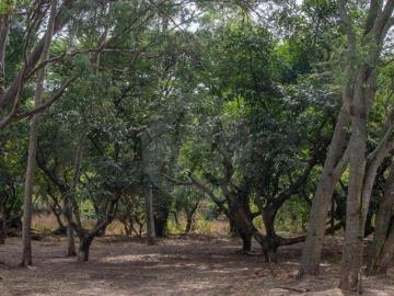 Terreno residencial en venta en Los Pinos Campestre