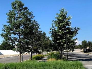 Terreno residencial en venta en Punta Bosque, Saltillo Norte