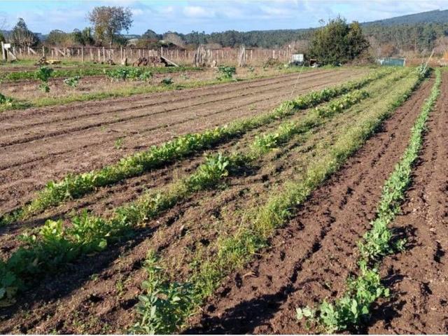 Terreno, Ribadumia