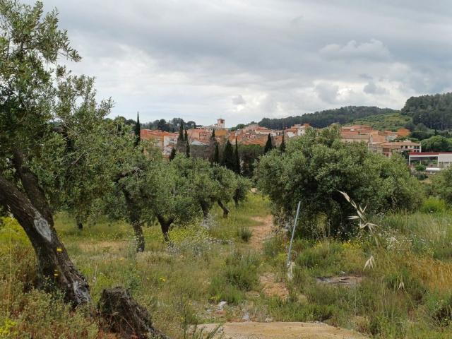 Terreno, Riudecanyes