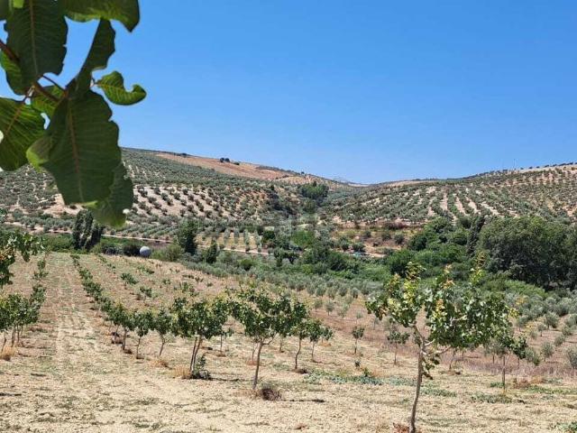 Terreno, Ronda