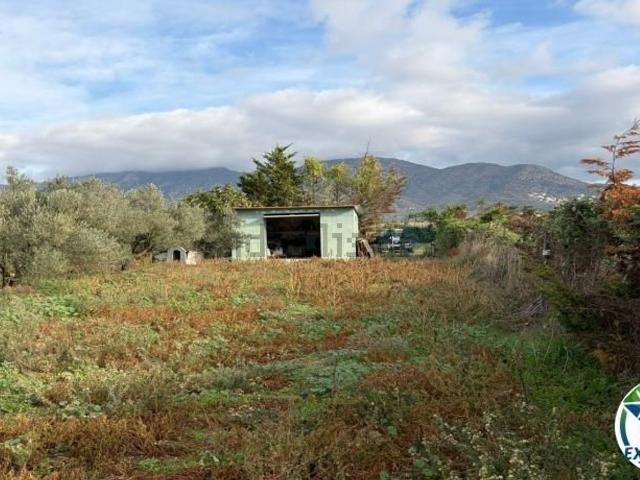 Terreno, Roses