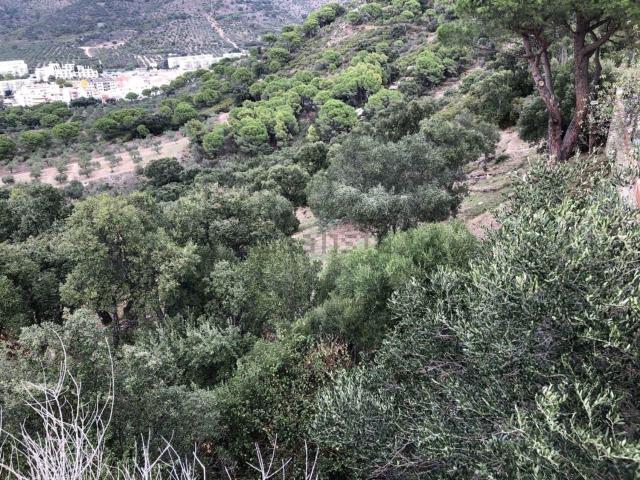 Terreno, Roses