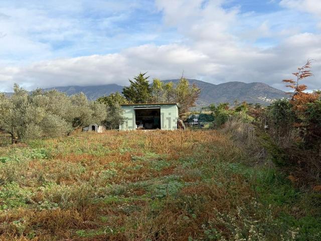 Terreno, Roses