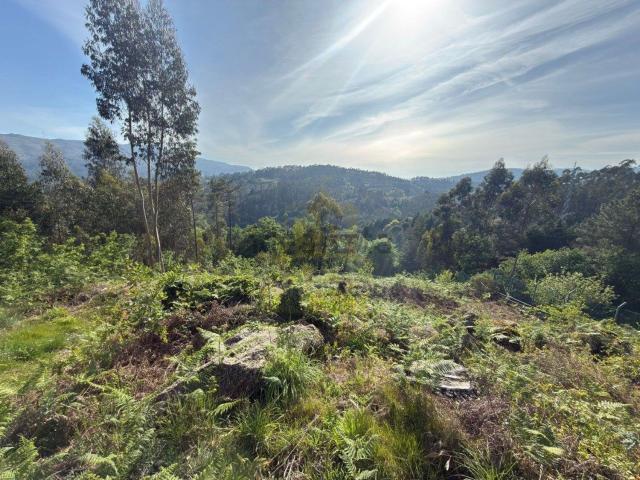 Terreno, Rossas
