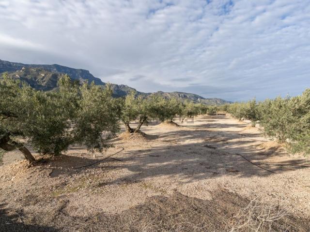 Terreno, Roquetes