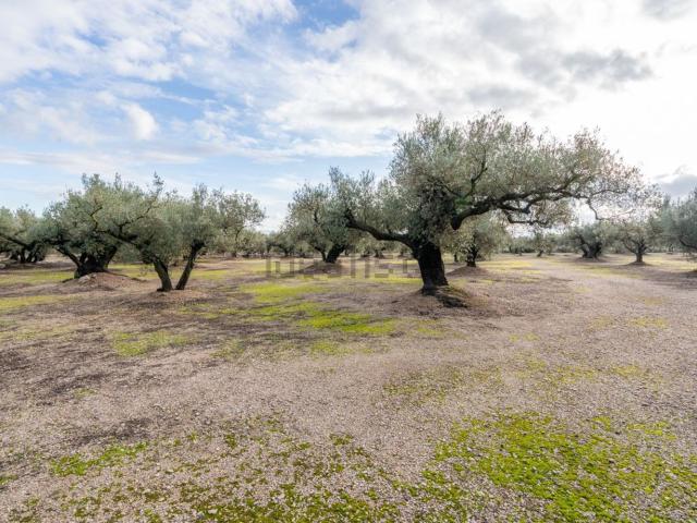 Terreno, Roquetes