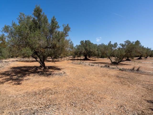 Terreno, Roquetes