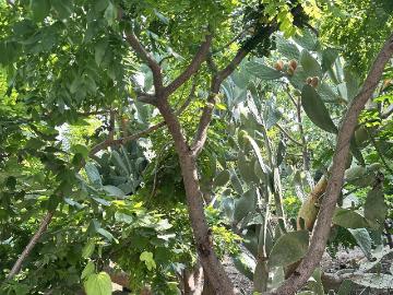 Terreno Sur Poniente TGZ