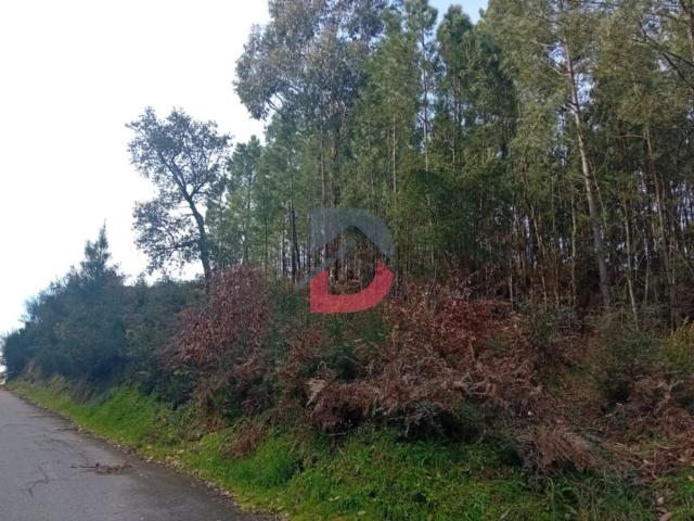 Terreno, São Martinho de Sardoura