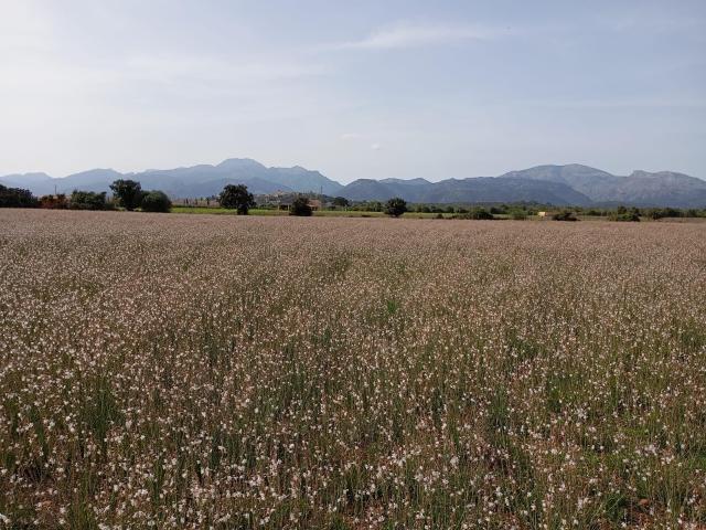 Terreno Sa Pobla 80738m2
