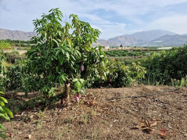 Terreno, Salobreña