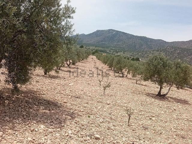 Terreno, Salinas