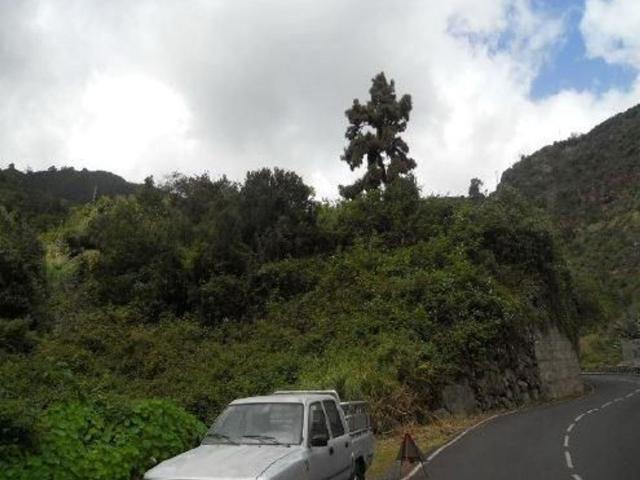 Terreno, San Andrés y Sauces