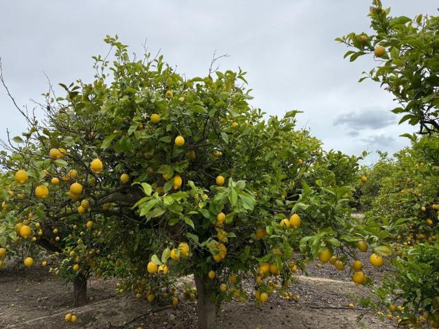 Terreno, San Miguel de Salinas