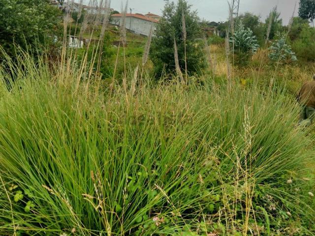 Terreno, Sandim