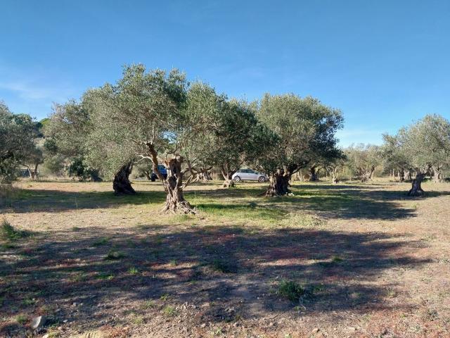 Terreno, Sant Climent Sescebes