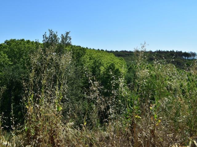 Terreno, Sant Feliu de Buixalleu