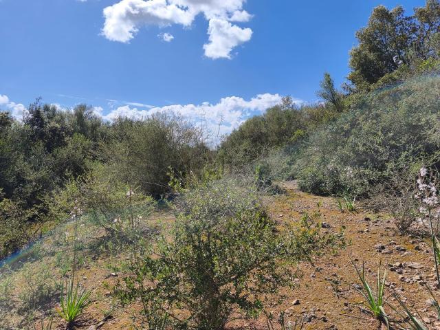 Terreno, Sant Joan