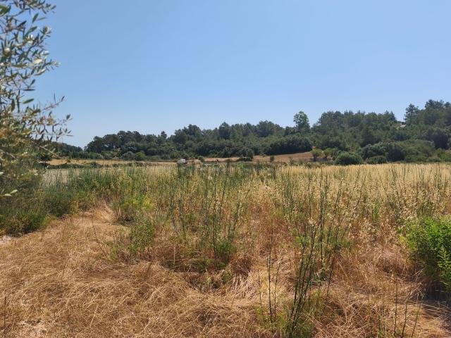 Terreno, Sant Joan