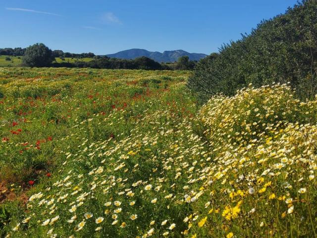 Terreno, Sant Llorenç Des Cardassar