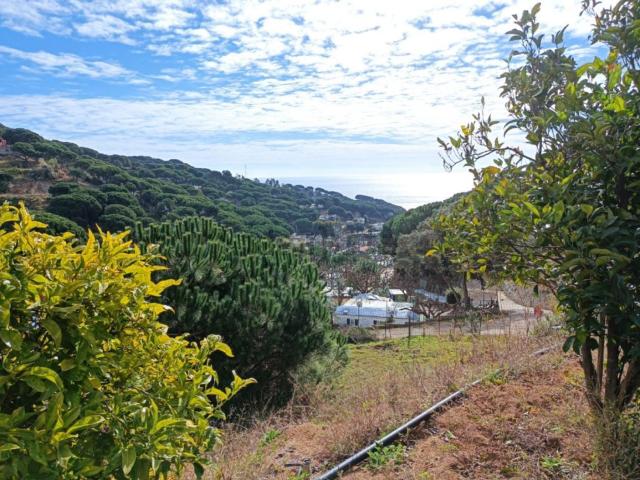 Terreno, Sant Pol de Mar