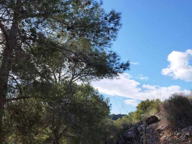 Terreno, Sant Pere de Ribes
