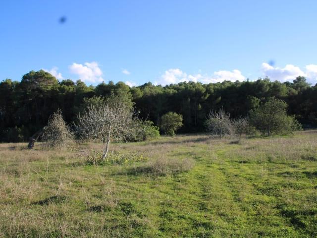 Terreno, Santa Eulalia del Río