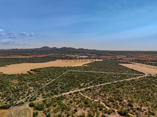Terreno, Santanyí