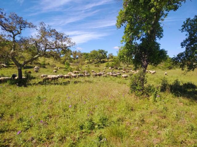 Terreno, Santiago do Cacém Santa Cruz São Bartolomeu da Serra