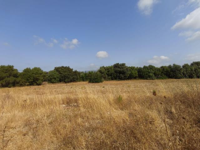 Terreno, Selva