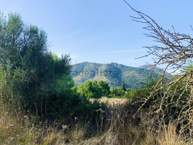 Terreno, Selva