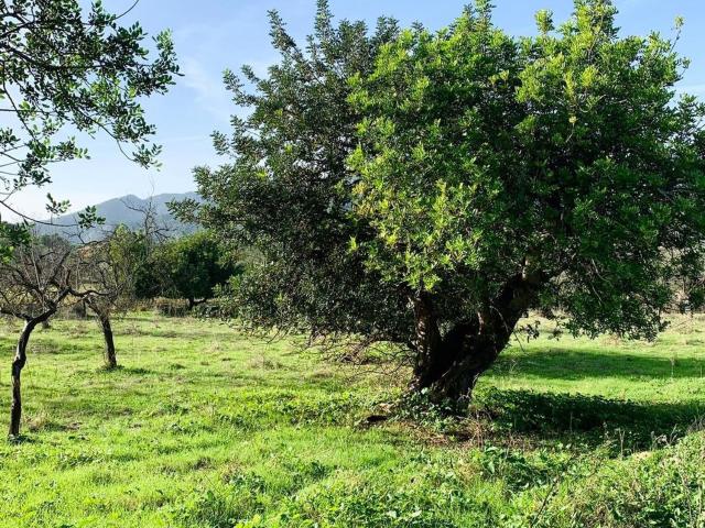 Terreno, Selva