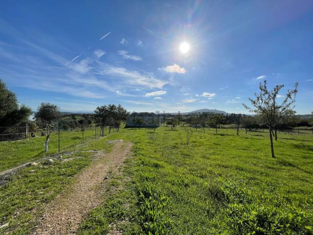 Terreno, Selva