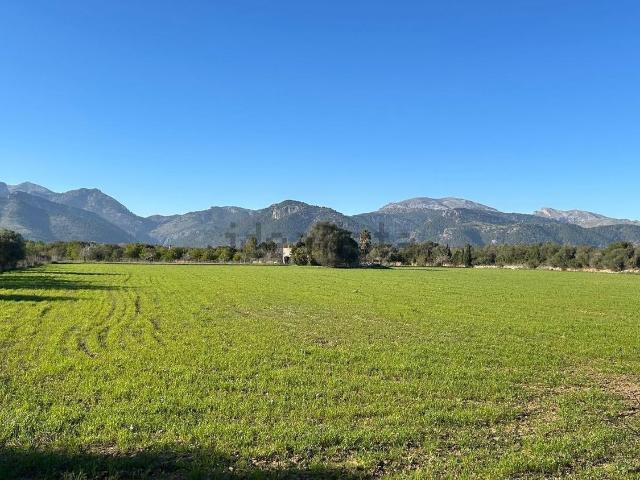 Terreno, Selva