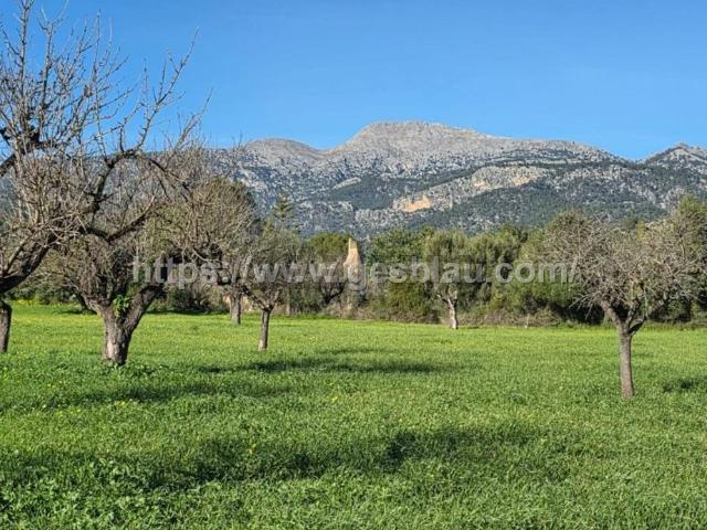 Terreno, Selva